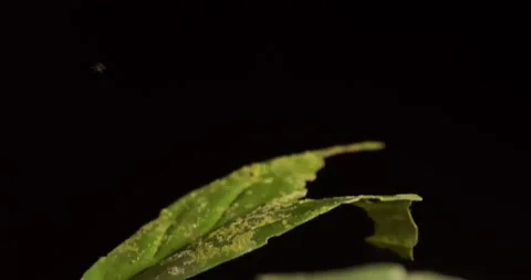 Jumping spider leaps off leaf after small insect, crawls back up silk Stock Footage 194141927