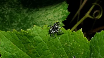 Jumping spider on leaves. Stock Footage 85520234
