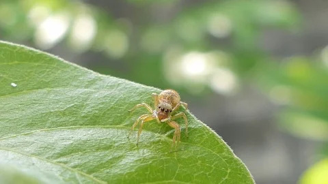 Jumping spider on leaves. Stock Footage 107949135