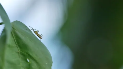 Jumping spider on the leaves in the forest Stock Footage 159074699