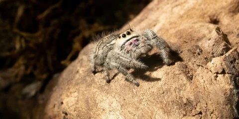 Jumping spider looking around Stock Footage 106802393