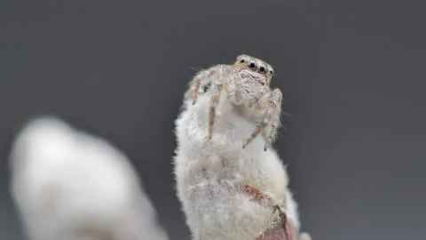 Jumping spider looking around Stock Footage 137144403