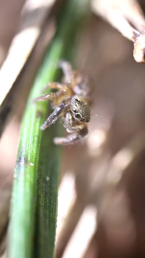 Jumping Spider Looking at Lens and Turning Away on Grass Video stock 341803755