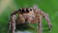 Jumping Spider Macro Stock Footage