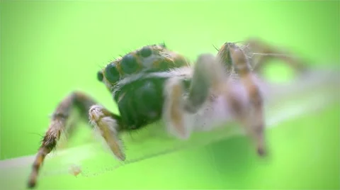 Jumping Spider macro Stock Footage 67183554