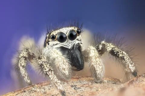 Jumping spider macro Stock Photos