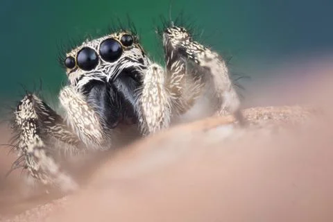 Jumping spider macro Stock Photos