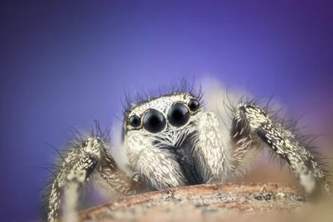 Jumping spider macro Stock Photos