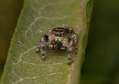 Jumping Spider Macro Stock Photos