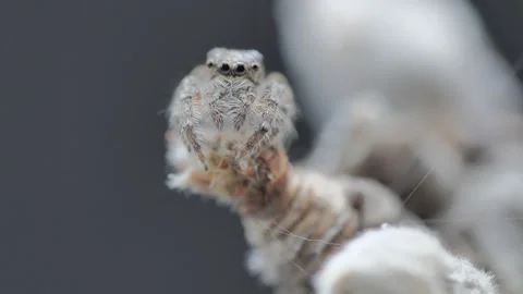Jumping spider macro video in 4k Stock Footage 137144446