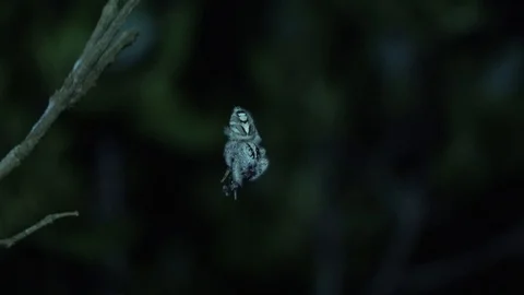Jumping spider, Malaysia Vidéo 130161458