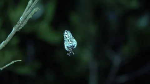 Jumping spider, Malaysia Stock Footage 130161468