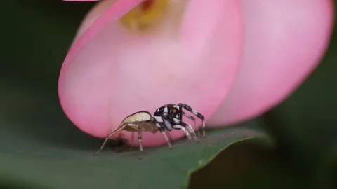 Jumping spider move and rest Stock Footage 83248710