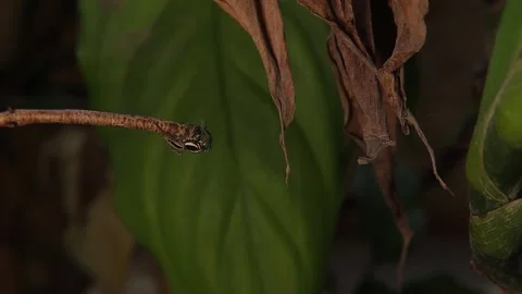 Jumping spider moves between plants in search of prey. spiders in nature. Insect Stock Footage 283209140