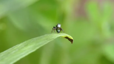 Jumping spider moves its pedipalps and moves on leaves Stock Footage 278376112