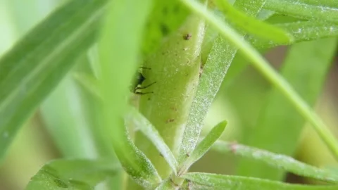 Jumping spider moves its pedipalps and moves on leaves Stock Footage 278376130