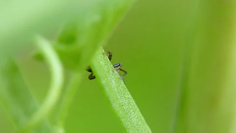 Jumping spider moves its pedipalps and moves on leaves Stock Footage 278376146