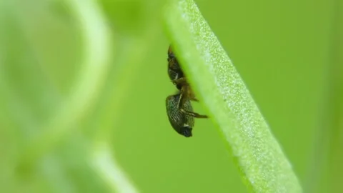 Jumping spider moves its pedipalps and moves on leaves Stock Footage 278376284