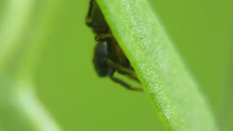 Jumping spider moves its pedipalps and moves on leaves Stock Footage 278376344