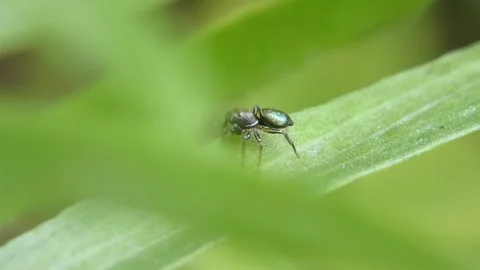 Jumping spider moves its pedipalps and moves on leaves Stock Footage 278376460