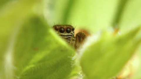 Jumping spider moves its pedipalps, crawling on leaf and looking around close-up Stock Footage 278769177