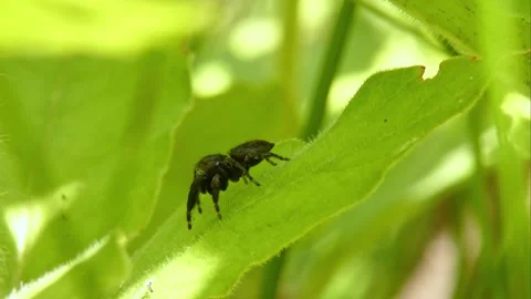 Jumping spider moves its pedipalps, crawling on leaf and looking around close-up Stock Footage 278769225