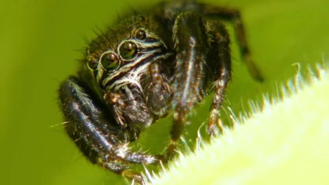 Jumping spider moves its pedipalps, crawling on leaf and looking around close-up Stock Footage 278769307