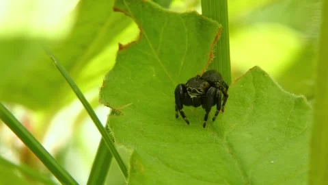Jumping spider moves its pedipalps, crawling on leaf and looking around close-up Stock Footage 278769348