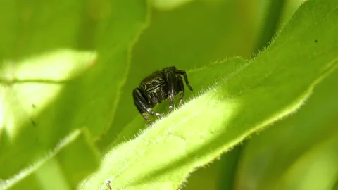 Jumping spider moves its pedipalps, crawling on leaf and looking around close-up Stock Footage 278769407