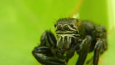 Jumping spider moves its pedipalps, crawling on leaf and looking around close-up Stock Footage 278769470
