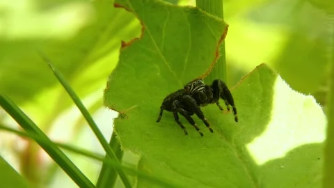 Jumping spider moves its pedipalps, crawling on leaf and looking around close-up Stock Footage 278769527