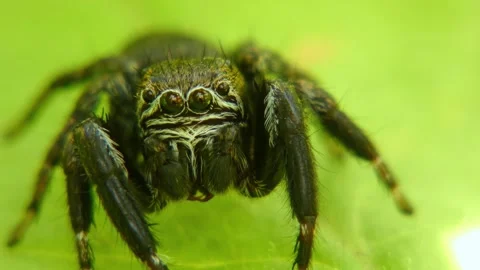 Jumping spider moves its pedipalps, crawling on leaf and looking around close-up Stock Footage 278769680