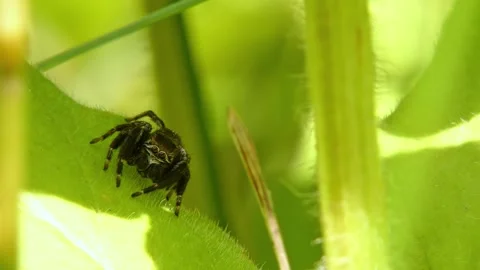 Jumping spider moves its pedipalps, crawling on leaf and looking around close-up Stock Footage 278769830