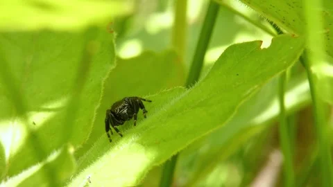 Jumping spider moves its pedipalps, crawling on leaf and looking around close-up Stock Footage 278770053