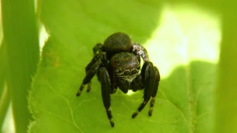Jumping spider moves its pedipalps, crawling on leaf and looking around close-up Stock Footage 278770227