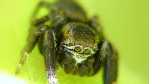 Jumping spider moves its pedipalps, crawling on leaf and looking around close-up Stock Footage 278770492