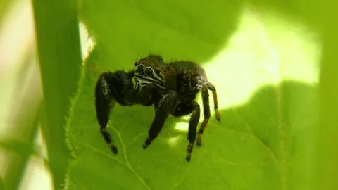 Jumping spider moves its pedipalps, crawling on leaf and looking around close-up Stock Footage 278770772