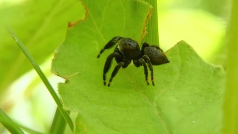 Jumping spider moves its pedipalps, crawling on leaf and looking around close-up Stock Footage 278770939