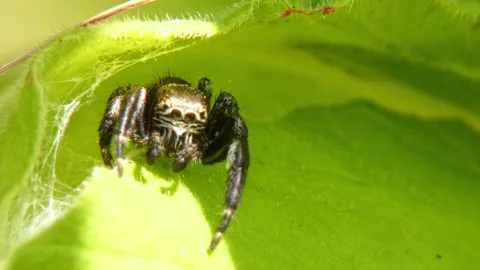 Jumping spider moves its pedipalps, crawling on leaf and looking around close-up Stock Footage 278771580