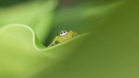 Jumping spider is moving around the tree leaf Stock Footage 97889734