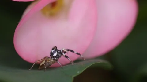 Jumping spider is moving its pulp Stock Footage 83248757