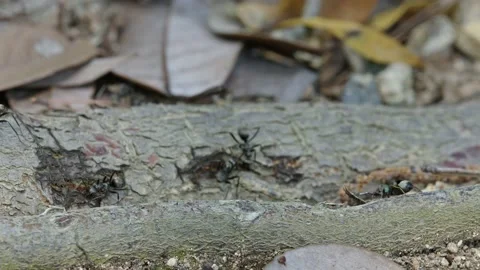 Jumping spider observing ants while they feed. Stock Footage 200047069