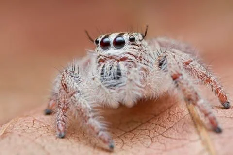 Jumping spider on orange leaf Stock Photos