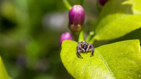 Jumping spider that is over a lemon leaf moved by wind Stock Footage 90084038