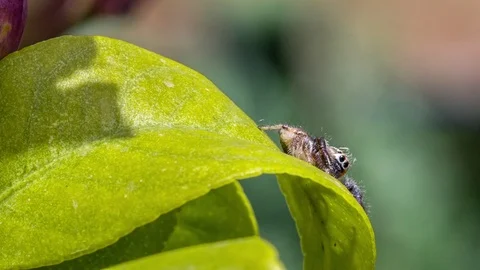Jumping spider over lemon tree leaf is stalking the flying insect Stock Footage 90083539