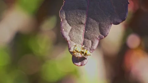 Jumping Spider Over The Tip Of A Cranberry Hibiscus Leaf. Selective Focus Shot Stock Footage 332099493