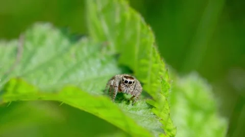 Jumping spider perched on vibrant green leaf in natural garden setting. Video stock 337783741