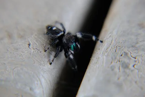 Jumping Spider - Phidippus Regius 2 Stock Photos