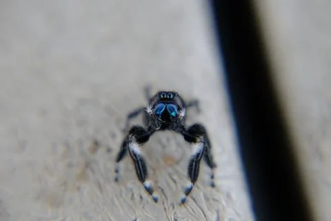 Jumping Spider - Phidippus Regius Stock Photos