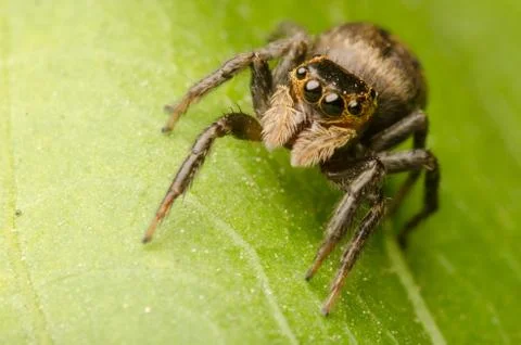 Jumping spider Foto stock